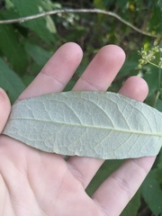Astrotricha latifolia