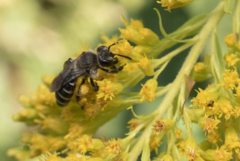 Callandrena