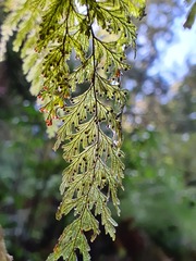 Hymenophyllum frankliniae