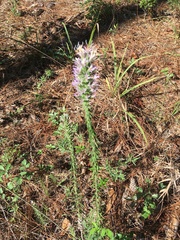 Liatris hesperelegans