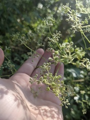 Astrotricha latifolia