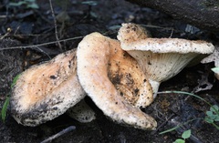 Lactarius psammicola