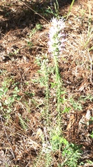 Liatris hesperelegans