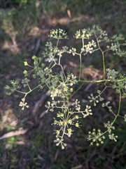 Astrotricha latifolia