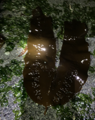 Hedophyllum nigripes