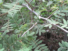 Bursera copallifera