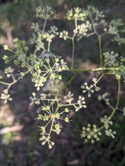 Astrotricha latifolia