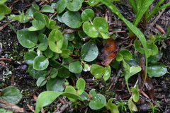 Gaultheria humifusa