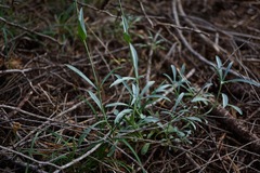 Penstemon neotericus