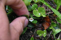 Gaultheria humifusa