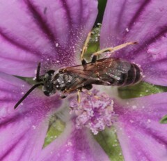 Lasioglossum