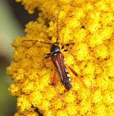 Stenopterus rufus