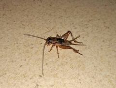 Miogryllus