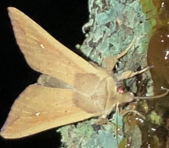 Mythimna unipuncta