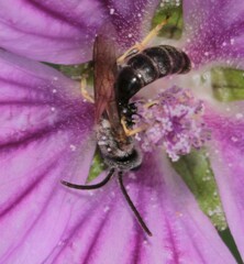 Lasioglossum