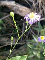 Symphyotrichum divaricatum