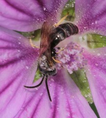 Lasioglossum