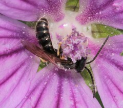 Lasioglossum