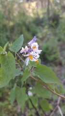 Solanum pilcomayense