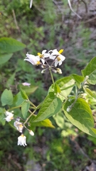 Solanum pilcomayense
