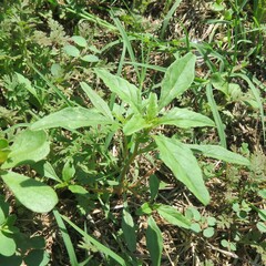 Amaranthus polygonoides