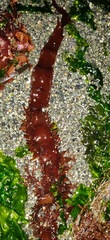 Grateloupia californica