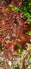 Grateloupia californica
