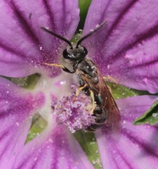 Lasioglossum