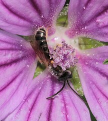 Lasioglossum