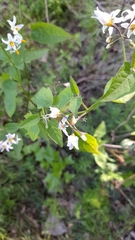 Solanum pilcomayense