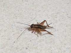 Miogryllus