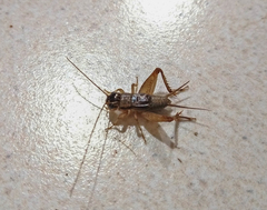 Miogryllus