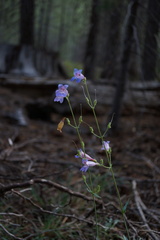 Penstemon neotericus