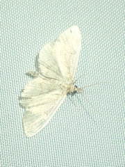 Herpetogramma aquilonalis