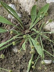 Alisma