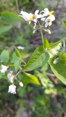 Solanum pilcomayense
