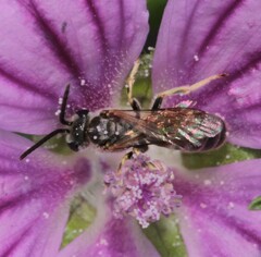 Lasioglossum