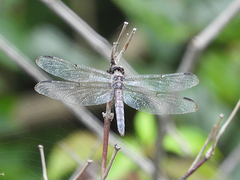 Libellula incesta