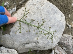 Alisma