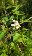 Solanum pilcomayense