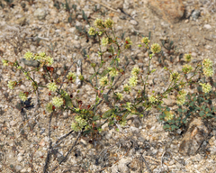 Eriogonum maculatum