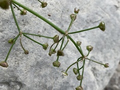 Alisma