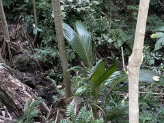 Molineria capitulata