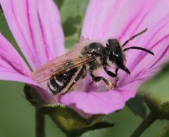 Andrena