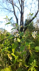 Solanum pilcomayense