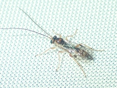 Mesochorinae