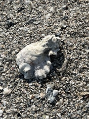 Crassostrea virginica