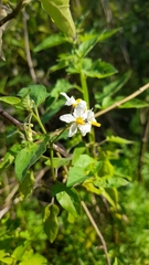 Solanum pilcomayense