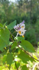 Solanum pilcomayense