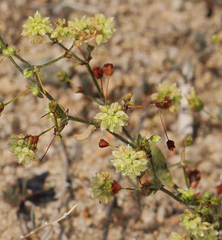 Eriogonum maculatum
